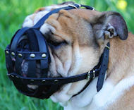 english-bulldog-muzzle-leather-dog-muzzle-BRITISH-BULLDOG-MUZZLE.jpg