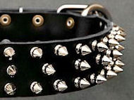 Black Leather Spiked Dog Collar for English Bulldog