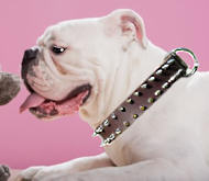 English Bulldog Leather Spiked Dog Collar
