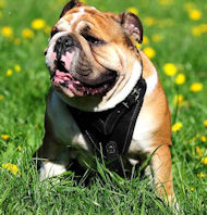 Britih Bulldog Leather Padded Dog Harness Black and Brown color