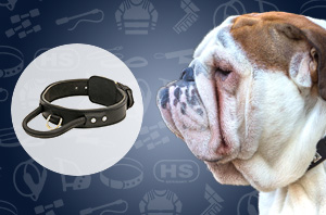 Dog Collar