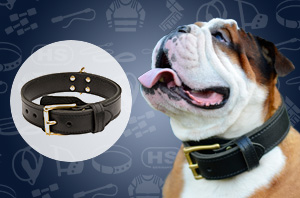 Rottweiler collar