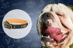 Leather Dog Collar