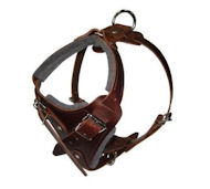 Comfort Padded Dog Harness for English Bulldog