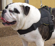Adjustable Nylon Dog Harness for BULLDOGS - Tracking Dog Harness