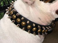 English Bulldog 3 Rows Leather Spiked and Studded Dog Collar