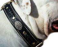 English Bulldog Padded Leather dog collar - best handmade collar