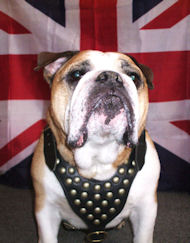 English Bulldog Harness-British Bulldog Dog Harness with studs