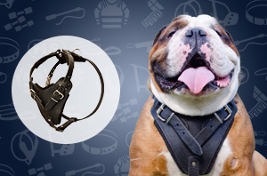 Dog harness