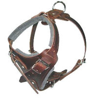 How to Put on a Dog Harness on english bulldog