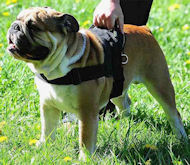 Patrol and Tracking harness for English Bulldog