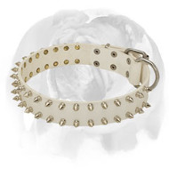 English Bulldog Noble White Leather Dog Collar with Spikes English Bulldog Noble White Leather Dog Collar with Spikes
