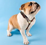 Luxury handcrafted dog harness made To Fit English bulldog
