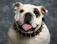 English Bulldog Leather Spiked Dog Collar - handmade collar