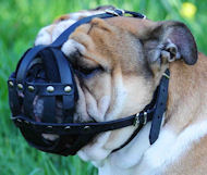 Leather dog muzzle for English Bulldog - CUSTOM DOG MUZZLE