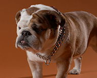 Ttraining Choke dog collar with toggle steel chromium plate-hs