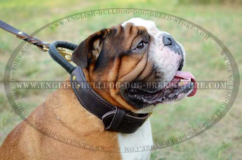 English Bulldog durable leather collar with handle and D-ring
