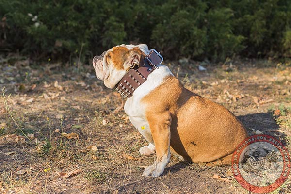 English Bulldog pure leather collar with buckle and D-ring