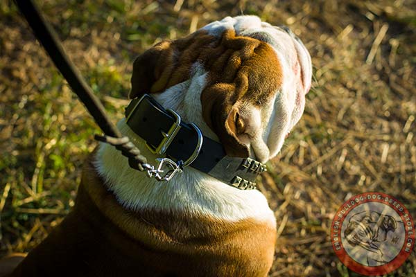 Pure leather English Bulldog collar with easy adjustable buckle