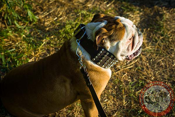English Bulldog leather collar with nickel fittings