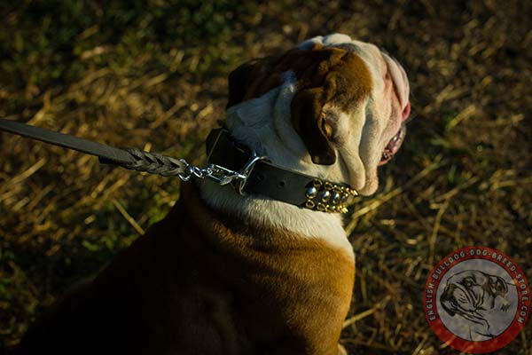 English Bulldog collar with non-corrosive fittings