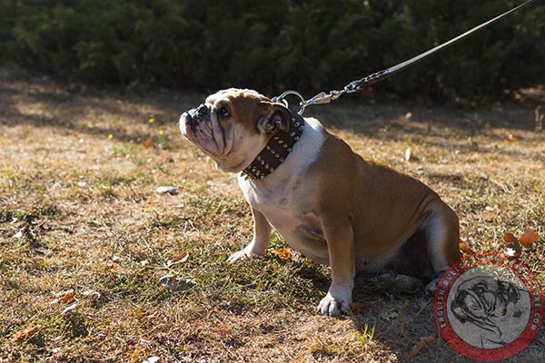 English Bulldog leather collar with D-ring for leash attachment
