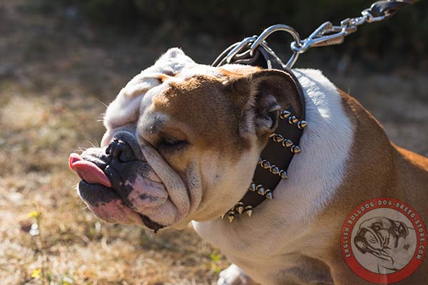 Spiked dog leather collar