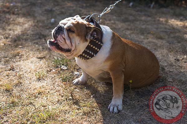 Pure leather English Bulldog collar with spikes and studs