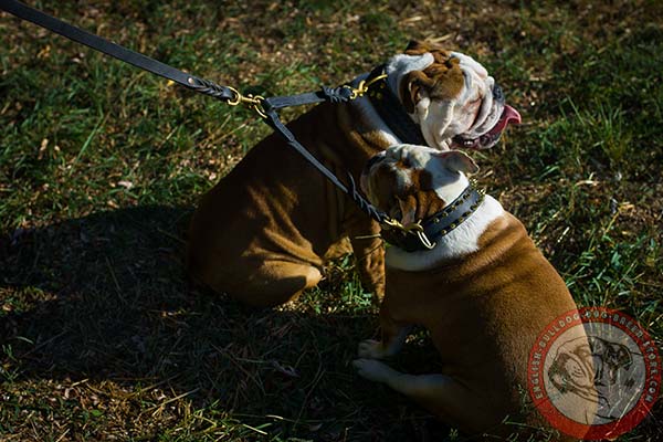 English Bulldog leather collar with brass fittings