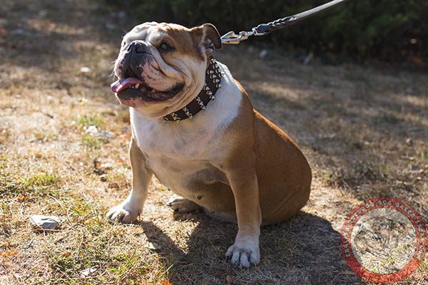 Tear-resistant leather dog collar