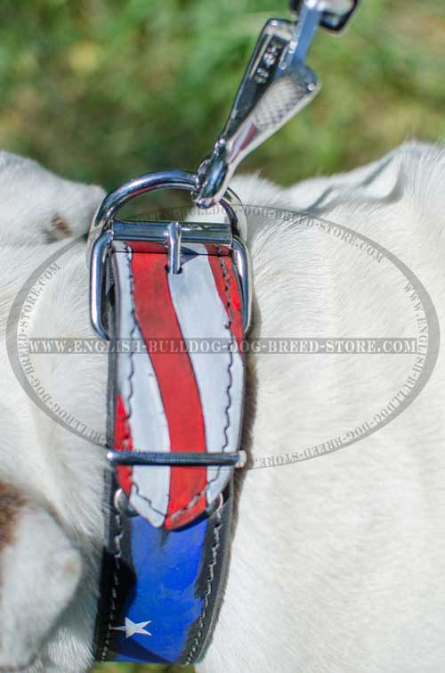 Safe leather dog collar for English Bulldog breed