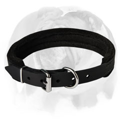 English Bulldog leather collar with padding
