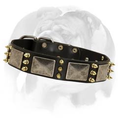 English Bulldog leather dog collar with massive plates and spikes