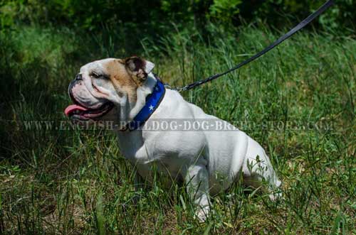 English Bulldog breed collar masterly painted