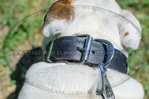 Leather dog collar with fancy decorations for English Bulldog breed