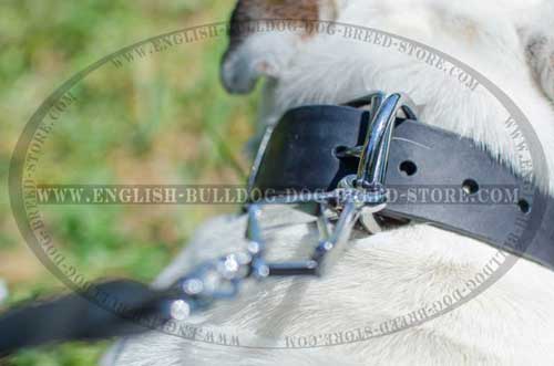Great choice leather dog collar for English Bulldog breed