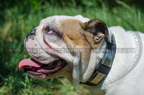 English Bulldog breed collar ornamented with solid brass circles