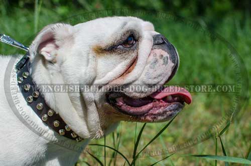 English Bulldog breed collar embellished with 3 rows of pyramids