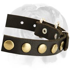 English Bulldog leather dog collar with circles