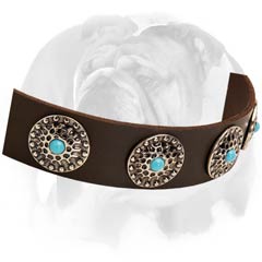 English Bulldog collar with rust-proof D-ring and nickel-plated buckle