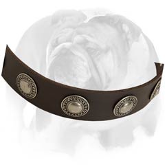 English Bulldog collar with rust-proof D-ring and buckle