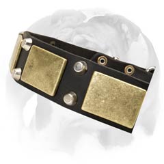 English Bulldog collar with rust-proof hardware