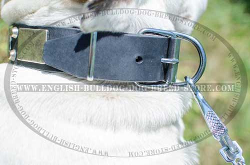 Bedazzling leather dog collar for English Bulldog breed