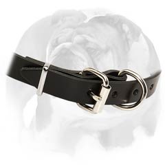 English Bulldog stunning collar with D-ring