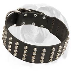 English Bulldog breed collar with shiny brass spikes and fantastic nickel studs