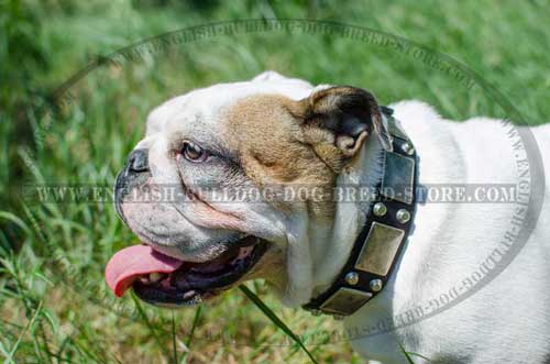 English Bulldog breed collar decorated with nickel decorations