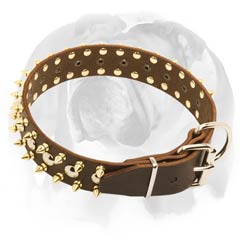 English Bulldog collar adorned with beautiful rust-proof spikes and studs