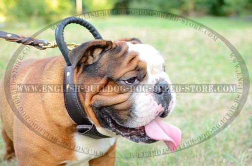 English Bulldog collar for training
