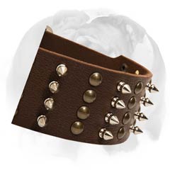 English Bulldog collar neatly decorated with beautiful rust-proof studs and spikes