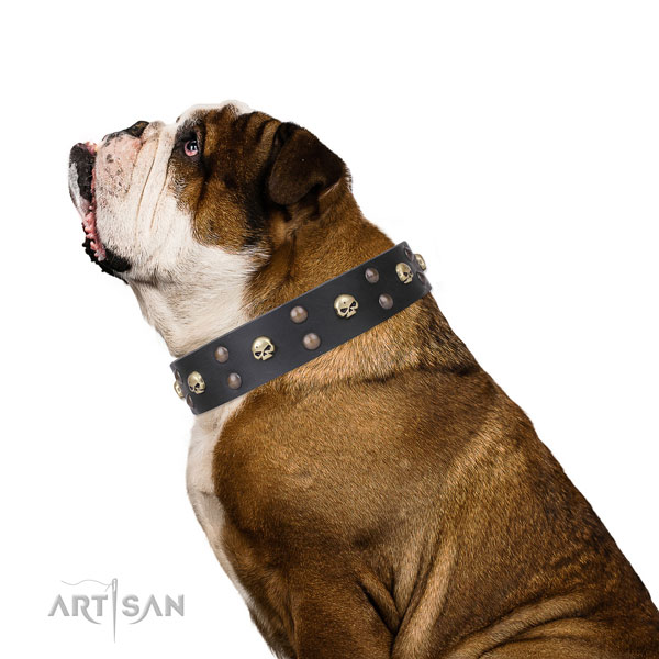 English Bulldog fashionable full grain leather dog collar for walking